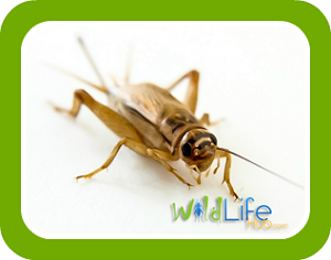 How to Breed Crickets