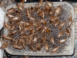 Choosing The Right Cricket Breeding Method