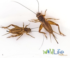 Cricket Care and Breeding - Keeping Your Live Food Alive