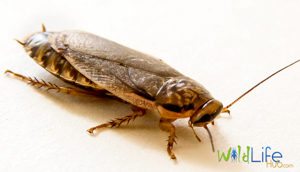 Advanced Cockroach Breeding Methods