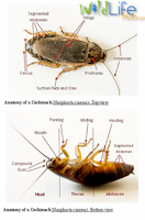 Cockroach Anatomy Diagram