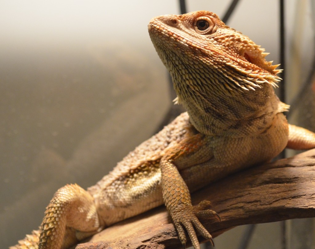 Feeder Insects for Bearded Dragons