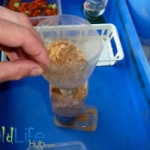 Providing Dry Food and Water for Crickets